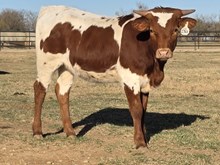 SHAM ROCK MY WORLD X HL HEADS UP - 2361