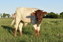 Van Horne Texa x Snow Queen bull calf