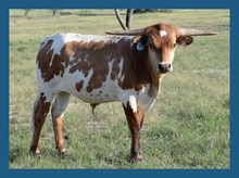 DBL-K 99 x WHEELS STEER