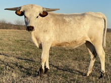 Vixen 21 Heifer 