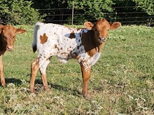 More Cow Belle DSM