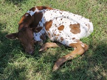 More Cow Belle DSM