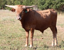 EJS Fifty x Boomer Bull Calf