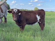 PCC Cactus Jack x BL Jazzy Heifer