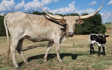 Chrome Racer Cowgirl CPL