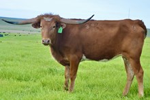 GLR TEXANA CACTUS GAL