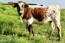 GLR REGAL CACTUS GAL