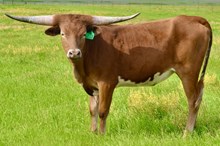 GLR MONIKAS CACTUS GAL