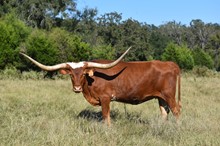 RWR Texa's Mystique 517