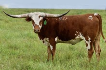 GLR CACTUS MERMAID GAL