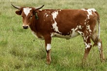 GLR MONIKA'S 50 CACTI