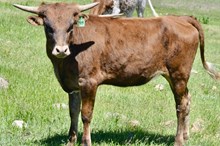 GLR ROMAN CACTUS GAL