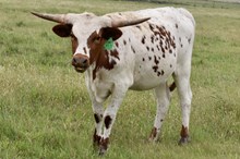 GLR TUFF CACTUS GAL 413