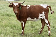 GLR SITTIN ON A CACTUS