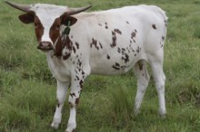 GLR GOLDEN CACTUS GAL