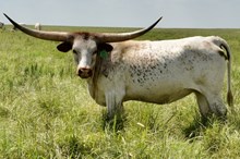 GLR SASSY CACTUS GAL