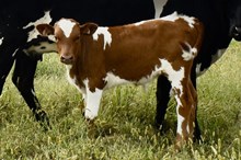 CACTUS JACK X MIDNIGHT GOLD bull