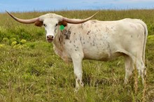 GLR CONCEALED CACTUS 