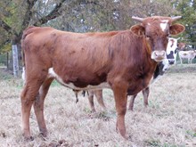 Sinatra (Cocco bull calf)