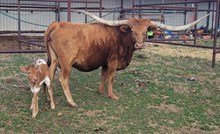 HL Barons Dianne 2026 Bull