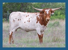 DBL-K FLYING DUCHESS