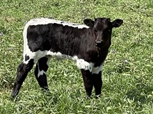 Hydro x Sniper Shadow 