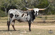 Fifty's Fortune Cookie