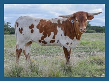 DBL-K FLYING HIGHNESS