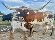 TROD RANCHER'S DAUGHTER