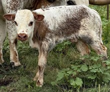 CACTUS JACK X TOP 20 MERMAIDS bull