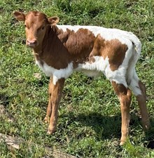 CACTUS JACK X FOREVER AND EVER bull