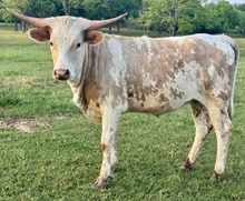 Razzlin’ 24 Heifer 