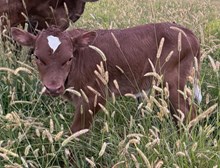 Cactus Jack X Cut on Top bull