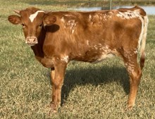 Ace 25 Heifer 