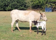 Gray Pearl Cowgirl CPL