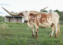 Hicks California Sky