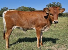 High Step'N Lady DSM 