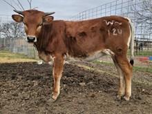 High Step'N Lady DSM 