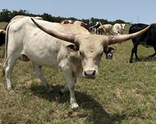 SILVER GRAY BOSS RVR