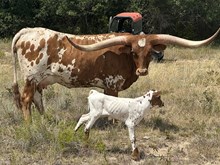 Heads Up/Destiny heifer