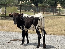 Come on Over/Twenty Gauge heifer