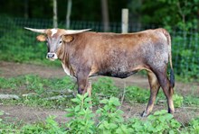 M7 Hydro’s Miss Grande