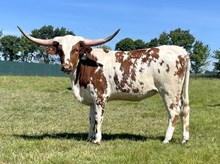 CASANOVAS 20 CACTI GAL