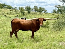 LM DANI’S REFLECTION