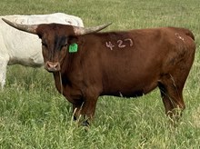 GLR TOP CACTUS GAL 427