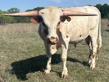 HYDRO’S THUNDER LM 