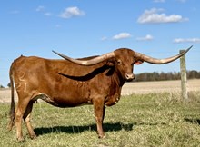 GLR ROYAL CACTUS GAL