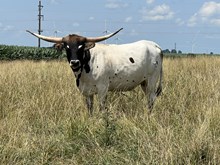 Bourbon's Run Away Bride