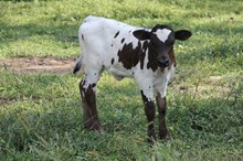KILLER ROSE X HEADS UP 2025 HEIFER