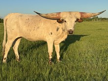 PCC Butterfly Effect 